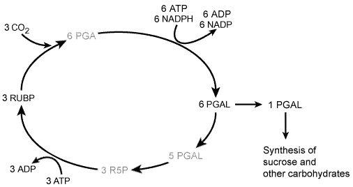 The Calvin Cycle. In this series of reactions, only a few of which are shown 
