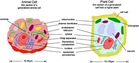 simple animal cell with labels. Typical animal cell (left) and
