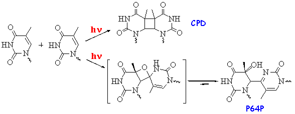 Scheme 20