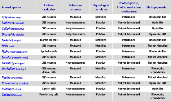 invertebrate phylogenetic tree. in relevant invertebrate