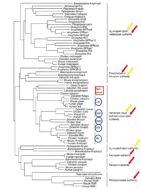 Molecular phylogenetic tree of the animal opsin family (by the 