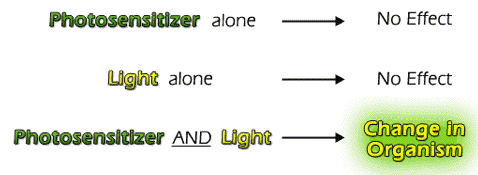 Photosensitization