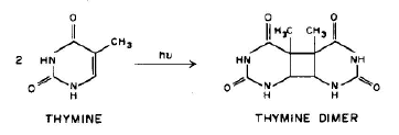 Thymine Dimer