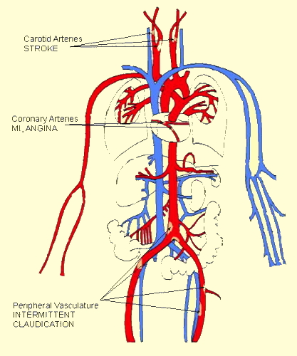 human veins and arteries diagram. Keep arteries veins but they