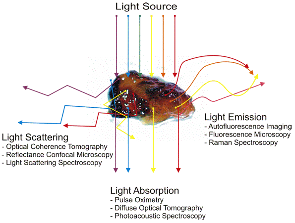 Schematic diagram of how scattered, absorbed, or re-emitted photons can be 
