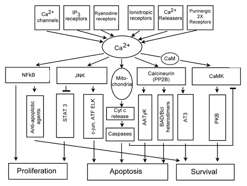 Therefore, PDT may act differently on Ca2+ homeostasis depending on PS 