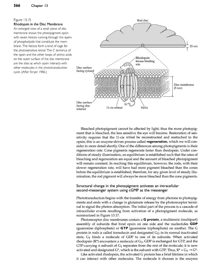 retina1-9.jpg